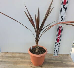 yiA801zhZi@RWl R[q[NVbN@c؁@7A