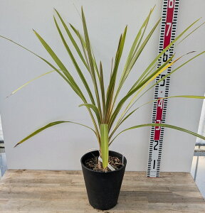 hZi RWl g[xC_Y[@c؁@6ZA[gA