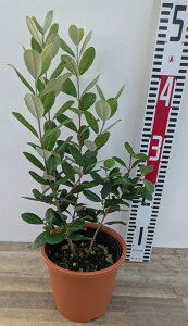 yiőIԁztFCWA@c؁@5iN[bWE}XEgCAtEWF~jj