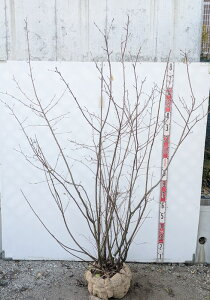 yiP117zW[x[@c؁@@1.7m