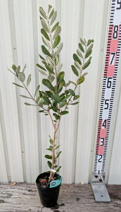 tFCWA@gCAt@c؁@4|bgA