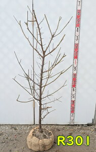 yIׂ錻iz~iEj@썂~(iREoC)@c؁@1.2m`