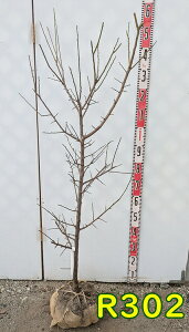 yIׂ錻iz~iEj@썂~(iREoC)@c؁@1.2m`