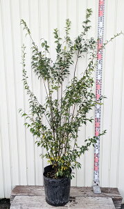 yiznCmL(D̖)@@1.5m@J542