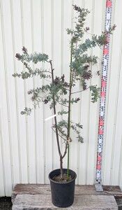 yiztAJVA@vvA c؁@9@R337