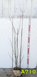 yizW[x[@rq(sN)@c؁@@2m@A710