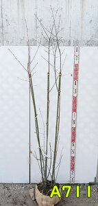 yizW[x[@rq(sN)@c؁@@2m@A711