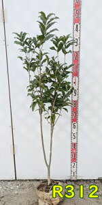 yIׂ錻izLNZCi؍ҁj c؁@1m~