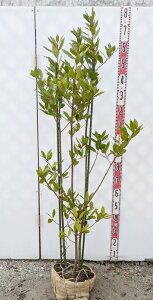 yiR313z茎jiQbPCWj i[E[Gj@c؁@(3{)@1.5m