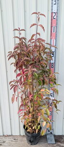 ΎR@ti΃}{EVj@zRGVX@ @c؁@6