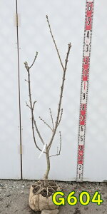 yIׂ錻izCbN()@c؁@ԁ@90cm`sč炭F̂ԁt