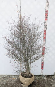 yizhE_ccW@c؁@W70cm×70cm@H130cm@J566sԁAgt؁t