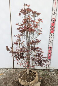 yizhE_ccW@c؁@70cm@J567sԁAgt؁t