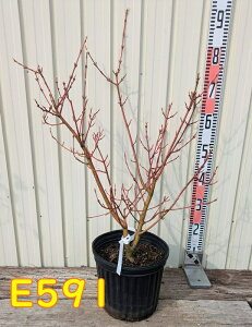 yIׂ錻izviNV}IiKJGfj@ږؕc@eсiLTJjVLj6A