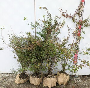 ���L���i�M(���) �@�c�؁@����50cm�`�@4���Z�b�g