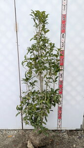 y󂠂/izLNZCi؍ҁj c؁@R335@1.3m