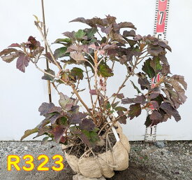 【選べる現品/屋外管理苗】カシワバアジサイ（紫陽花・あじさい） 八重咲き（スノーフレーク）　苗木　大株