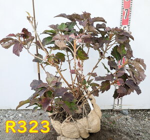 yIׂ錻i/OǗczJVoAWTCizԁEj d炫iXm[t[Nj@c؁@劔