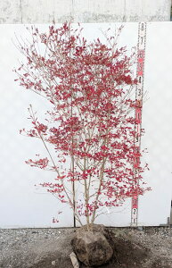 yizhE_ccW@@c؁@W60cm×D40cm×H140cm@U552sԁAgt؁t