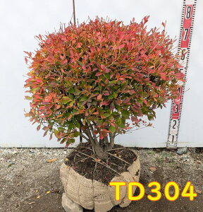 yIׂ錻izhE_ccW ʎd W55cm×H60cmsԁAgt؁@c؁t