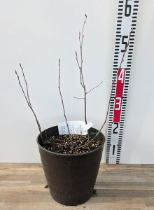 yiV401z␫W[x[@[WFbgi[WFgjc؁@@7tO[A