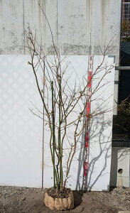 yizCn~W@@c @1.7m@A501