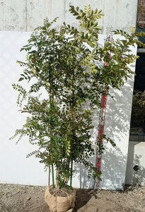 yi/Y243zV}glR@c؁@@1.6m@y @c؁z