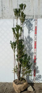 yizkRi䐙dāj@c؁@1.8m@F514