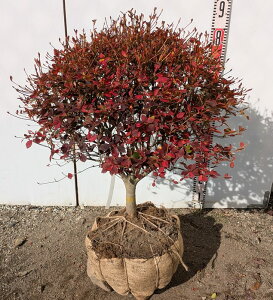 yizhE_ccW ʎdā@ W60cm×H60cm R594sԁAgt؁@c؁t