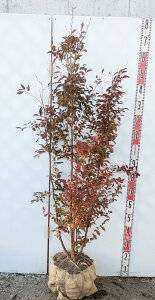 yizPV(qV)@c؁@@1.5m@P904