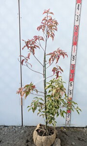 yi/J638zΎR@ti΃}{EVj c؁@1m