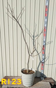 yIׂ錻izlmL@T}[`R[g@c؁@10A