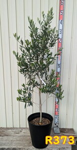 yIׂ錻izI[u̖؁@VvV[m@c؁@10ZA[gA