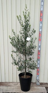 yizI[u̖ VvV[m@10ZA[gA@c؁@R375