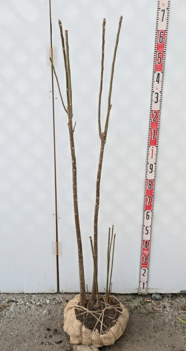 楽天市場】【現品】チャンチン フラミンゴ (香椿) 株立ち 苗木 樹高1.4 