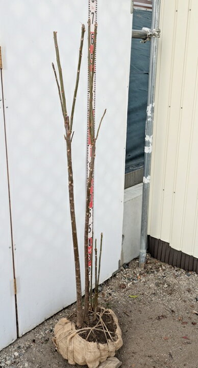 楽天市場】【現品】チャンチン フラミンゴ (香椿) 株立ち 苗木 樹高1.4 