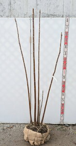 �y���i�z�`�����`���@�t���~���S�@(����)�@����@�c�؁@����1.6m�@R344