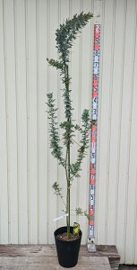 yiz~UAJVA@c؁@8ZA[gA@G425