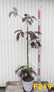 yIׂ錻izlmL@T}[`R[g@c؁@10A