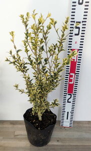 萼mcQ@GKeV}@c؁@5(y04)