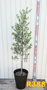 yIׂ錻izI[u̖؁@VvV[m@c؁@10ZA[gA