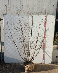 yizW[x[@@@c؁@1.8m@F731