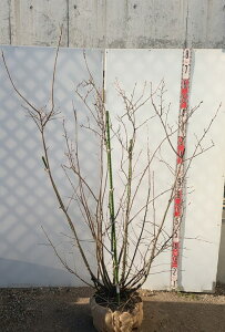 yizW[x[@c؁@@1.5m@F732