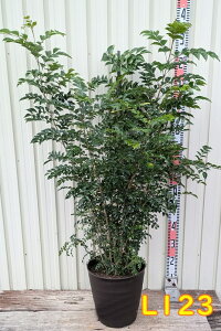 yIׂ錻izV}glR @c؁@9tO[A