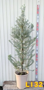 �y�I�ׂ錻�i�����z�A�J�V�A�@�u���[�u�b�V���@�c�؁@12�����A��