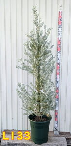 �y�I�ׂ錻�i�����z�A�J�V�A�@�u���[�u�b�V���@�c�؁@12�����A��