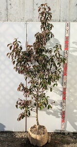 �y���i����R328/�����ԉ�t���z��ΎR�@�t�i��΃��}�{�E�V�j �����i�Q�b�R�E�j�@�c�؁@����1.8m