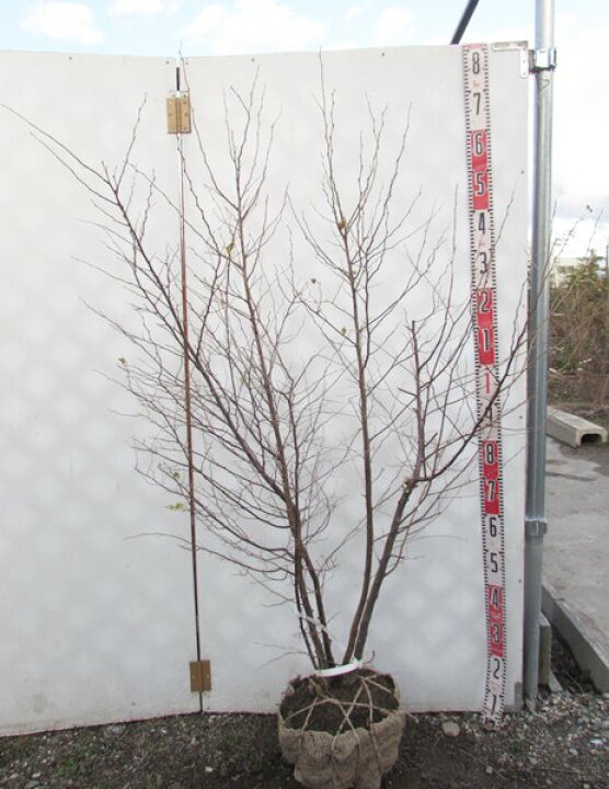 楽天市場 エゴノキ 株立ち 白花 苗木 樹高1 3m rr 千草園芸 楽天市場 エゴノキ 株立ち 白花 苗木 樹高1 3m rr 千草園芸