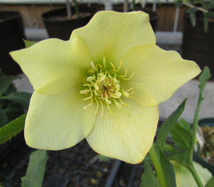 NX}X[Y@JԌ݊@c @VO炫@CG[@4|bgc