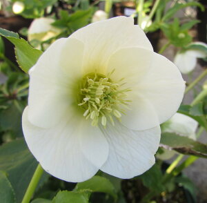 NX}X[Y@JԌ݊@c @VO炫@zCg@4|bgc